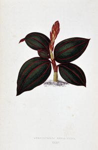 Blatt von Anoectochilus Rubro Venia von Joseph Edward and Howard W Lowe