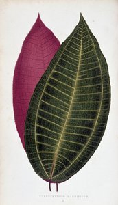 Blatt von Cyanophyllum Magnificum. Botanische Tafel in „Pflanzen mit buntem Laub. von Joseph Edward and Howard W Lowe
