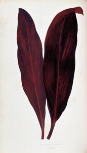 Blatt von Dracaena ferrea in „Pflanzen mit buntem Laub. Sammlung der bemerkenswertesten Arten zur Dekoration von Gärten, Gewächshäusern und Wohnungen, von Edward Joseph Lowe und W. Howard, Mitglieder der London Horticulture Society. Aus dem Englischen über von Joseph Edward and Howard W Lowe