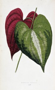 Yam-Blätter in 2 Farben (Dioscorea discolor). Botanische Tafel in „Pflanzen mit buntem Laub. Sammlung der bemerkenswertesten Arten zur Dekoration von Gärten, Gewächshäusern und Wohnungen, von Edward Joseph Lowe und W. Howard, Mitglieder der London Hort