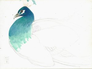 Pfau nach links blickend, 14.VI.1900, 1900
