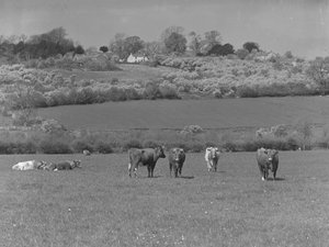 Kühe auf einem Feld