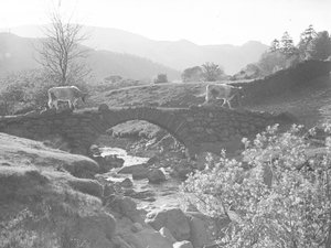 Kühe gehen über eine Steinbrücke mit Bach darunter