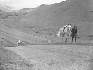 Pferde werden von Reitern, die abgestiegen sind, den Bergpass hinaufgeführt
