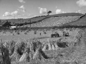 Traktor im Feld erntet Weizen mit Binder