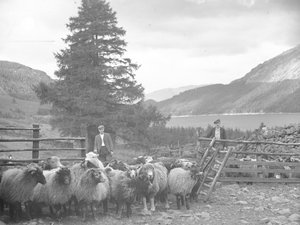 Zwei Schäfer mit einer Schafherde und Thirlmere dahinter