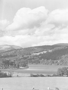 Blick über weidende Rinder auf Feldern zum Esthwaite Wasser, mit Wald und Hügeln im Hintergrund