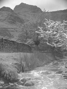 Blick auf Gebirgsbach mit Blütenbaum im Vordergrund und Langdale Pikes im Hintergrund