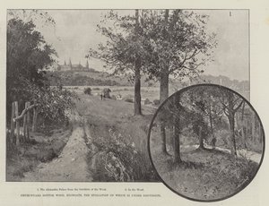 Churchyard Bottom Wood, Highgate, dessen Plünderung zur Diskussion steht