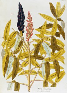 Blatt-Sumach oder Sizilianischer Sumach (Rhus coriaria) von Joseph Jacob von Plenck (1735-1807), aus Icones plantarum medicinalium, Wien von Joseph Jacob Plenck