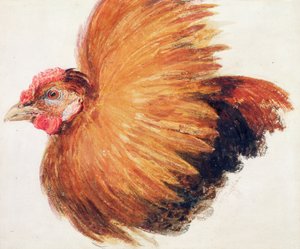 Kampfhahn, aus dem Farnley Buch der Vögel, ca. 1816