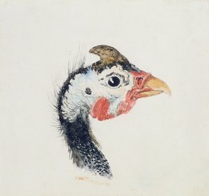 Perlhuhn, aus dem Farnley-Buch der Vögel, ca. 1816 von Joseph Mallord William Turner