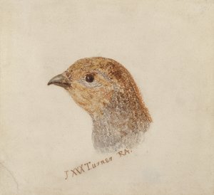 Rebhuhn, aus The Farnley Book of Birds, ca. 1816 von Joseph Mallord William Turner