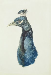 Pfau, aus dem Farnley Buch der Vögel, ca. 1816
