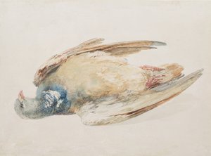 Taube, aus dem Farnley-Buch der Vögel, ca. 1816