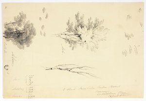 Skizzen von Ulmen und Eschen von Joseph Mallord William Turner