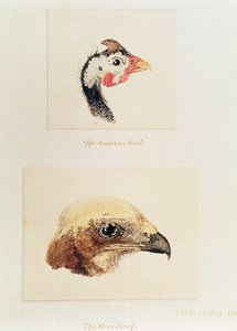 Das Perlhuhn und der Moorfalke von Joseph Mallord William Turner