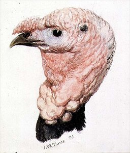 Truthahn, aus dem Farnley-Buch der Vögel, ca. 1816