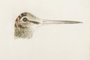 Waldschnepfe, aus dem Farnley Buch der Vögel, ca. 1816