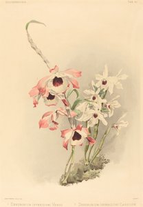 Dendrobium (Hybridium) Venus und Dendrobium (Hybridium) Cassiope von Joseph Mansell after Henry George Moon