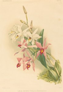 Laelia Anceps Stella & Barkeriana von Joseph Mansell after Henry George Moon