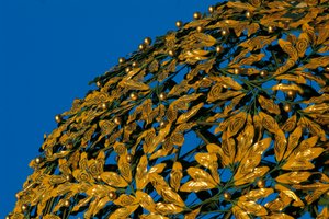 Kuppel der Wiener Secession (Sezessionsstil)