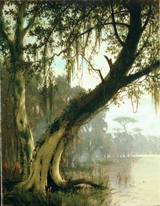 Im Bayou