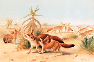 Afrikanische Fenneks