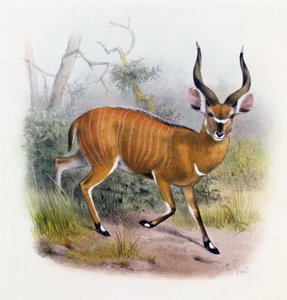 Der Breitgehörnte Antilope, aus 