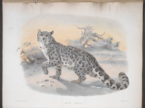 Felis uncia, Schneeleopard, aus 