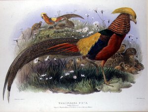 Thaumalea picta (Goldfasan), graviert von M. & N. Hanhart von Joseph and Smit J. Wolf