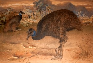 Bennetts Kasuar (Casuarius bennetti), ca. 1851-76
