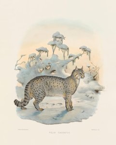  von Joseph Wolf