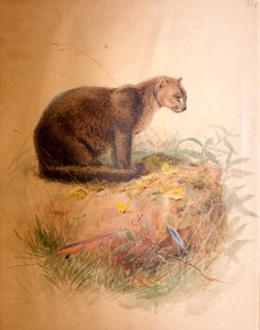 Yaguarundi-Katze, 1851-69