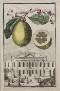 Nürnbergische Hesperides: No125 - Limon Ponzino da Neapoli. Palazzo del N. H. Cornaro à Fiesso, ca. 170