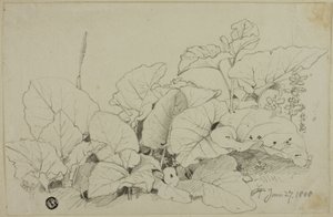Büschel von Blättern und Blumen von Joshua Cristall