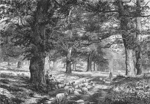 Im Sherwood Forest, ca. 1875