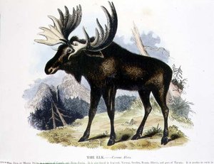 Der Elch (Cervus alces)