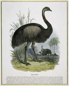 Der Emu, Bildungsillustration veröffentlicht von der Society for Promoting Christian Knowledge