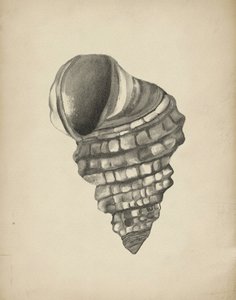 Detaillierte Spiralmuschel von Josie George