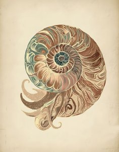 Elegante Nautilus Muschel von Josie George