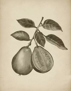 Guave Botanische Studie von Josie George