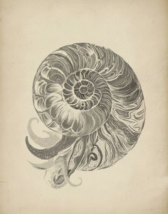Komplexe Nautilus Spirale von Josie George