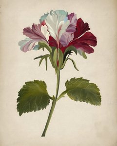 Lebendige Geranienblüte