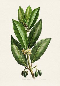 Botanische Blätter und Früchte