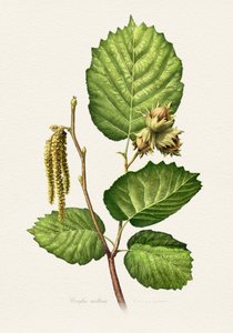 Haselnusszweig Botanisch