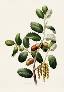 Eicheln Botanisch