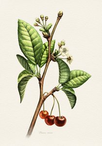 Süßkirsche Botanischer Zweig von Juan Hernaz