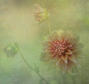 Träumende Dahlienblüte