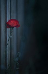 Stimmungsvolle rote Mohnblüte